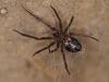 Steatoda grossa
